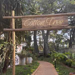 cotton-tree01