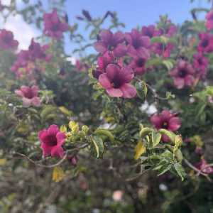 zen-garden-06
